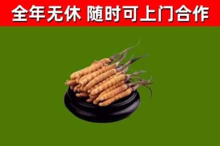 湘西州回收散虫草
